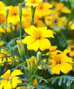 Lemon Gem Marigold Seeds - 50 Seeds - Edible Flowers - Long-Blooming - Image 6