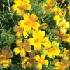 Lemon Gem Marigold Seeds - 50 Seeds - Edible Flowers - Long-Blooming - Image 1