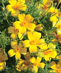 Lemon Gem Marigold Seeds - 50 Seeds - Edible Flowers - Long-Blooming - Image 1