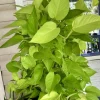 Lemon Lime Pothos Live Plant – Neon Trailing Houseplant – Easy Care Indoor Vine - Image 1