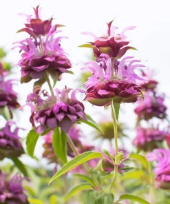 Lemon Mint Seeds - Monarda citriodora - 250 Citrus-Scented Herb Seeds - Image 2
