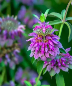 Lemon Mint Seeds - Monarda citriodora - 250 Citrus-Scented Herb Seeds - Image 3