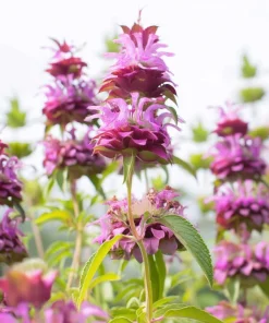 Lemon Mint Seeds - Monarda citriodora - 250 Citrus-Scented Herb Seeds - Image 4