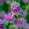 Lemon Mint Seeds - Monarda citriodora - 250 Citrus-Scented Herb Seeds - Image 1
