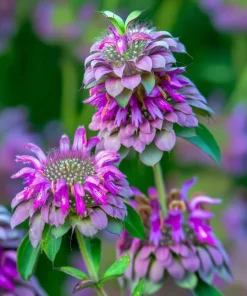 Lemon Mint Seeds - Monarda citriodora - 250 Citrus-Scented Herb Seeds - Image 1