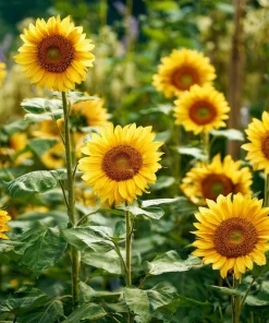 Lemon Queen Sunflower Seeds - Heirloom Helianthus annuus - 25 Seed Pack for Gardens - Image 4