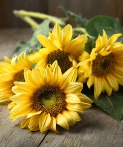 Lemon Queen Sunflower Seeds - Heirloom Helianthus annuus - 25 Seed Pack for Gardens - Image 1