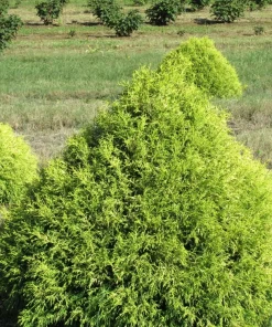 Lemon Thread Cypress Live Plant - 'Golden Mop' Evergreen Shrub - 1 Gallon Pot - Outdoor - Image 2