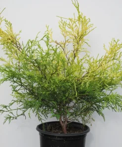 Lemon Thread Cypress Live Plant - 'Golden Mop' Evergreen Shrub - 1 Gallon Pot - Outdoor - Image 3