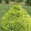 Lemon Thread Cypress Live Plant - 'Golden Mop' Evergreen Shrub - 1 Gallon Pot - Outdoor - Image 1