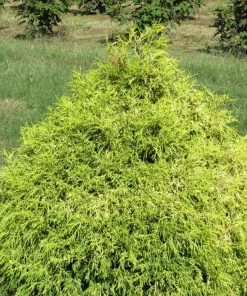 Lemon Thread Cypress Live Plant - 'Golden Mop' Evergreen Shrub - 1 Gallon Pot - Outdoor - Image 1