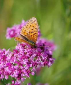 Lemon Thyme Seeds - Thymus Pulegioides Herb, Fragrant Purple Flower, 1000 Seeds - Image 10