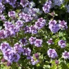 Lemon Thyme Seeds - Thymus Pulegioides Herb, Fragrant Purple Flower, 1000 Seeds - Image 1