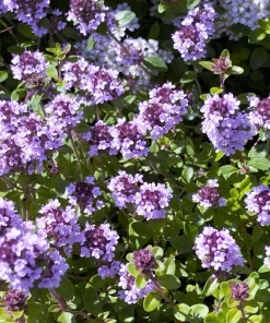 Lemon Thyme Seeds - Thymus Pulegioides Herb, Fragrant Purple Flower, 1000 Seeds - Image 1