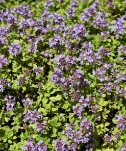 Lemon Thyme Seeds - Thymus Pulegioides Herb, Fragrant Purple Flower, 1000 Seeds - Image 2