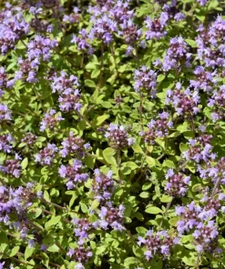 Lemon Thyme Seeds - Thymus Pulegioides Herb, Fragrant Purple Flower, 1000 Seeds - Image 3