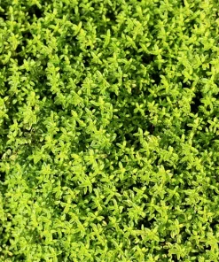 Lemon Thyme Seeds - Thymus Pulegioides Herb, Fragrant Purple Flower, 1000 Seeds - Image 4