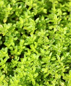 Lemon Thyme Seeds - Thymus Pulegioides Herb, Fragrant Purple Flower, 1000 Seeds - Image 5