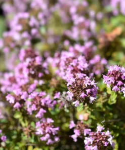 Lemon Thyme Seeds - Thymus Pulegioides Herb, Fragrant Purple Flower, 1000 Seeds - Image 6