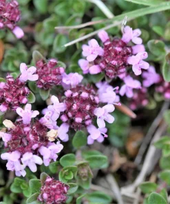 Lemon Thyme Seeds - Thymus Pulegioides Herb, Fragrant Purple Flower, 1000 Seeds - Image 7