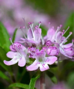 Lemon Thyme Seeds - Thymus Pulegioides Herb, Fragrant Purple Flower, 1000 Seeds - Image 8