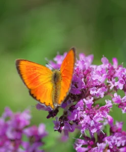 Lemon Thyme Seeds - Thymus Pulegioides Herb, Fragrant Purple Flower, 1000 Seeds - Image 9