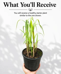 Lemongrass Live Plant for Culinary Herb Garden, 1 Gallon Pot, Well-Rooted - Image 2