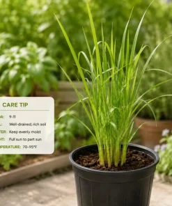 Lemongrass Live Plant for Planting - Fragrant Perennial Herb, 1 Gallon Pot - Image 4