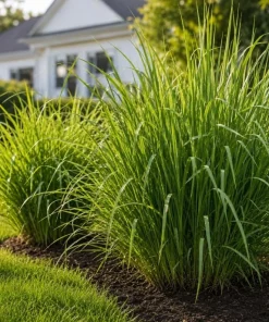 Lemongrass Live Plant for Planting - Fragrant Perennial Herb, 1 Gallon Pot - Image 5