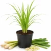 Lemongrass Live Plant for Planting - Fragrant Perennial Herb, 1 Gallon Pot - Image 1
