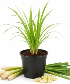 Lemongrass Live Plant for Planting - Fragrant Perennial Herb, 1 Gallon Pot - Image 1
