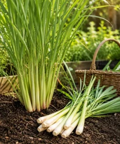 Lemongrass Live Plant – Fragrant Herb – 1 Gallon Pot – Indoor/Outdoor - Image 2