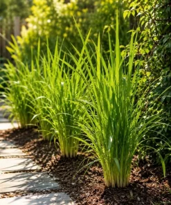 Lemongrass Live Plant – Fragrant Herb – 1 Gallon Pot – Indoor/Outdoor - Image 3