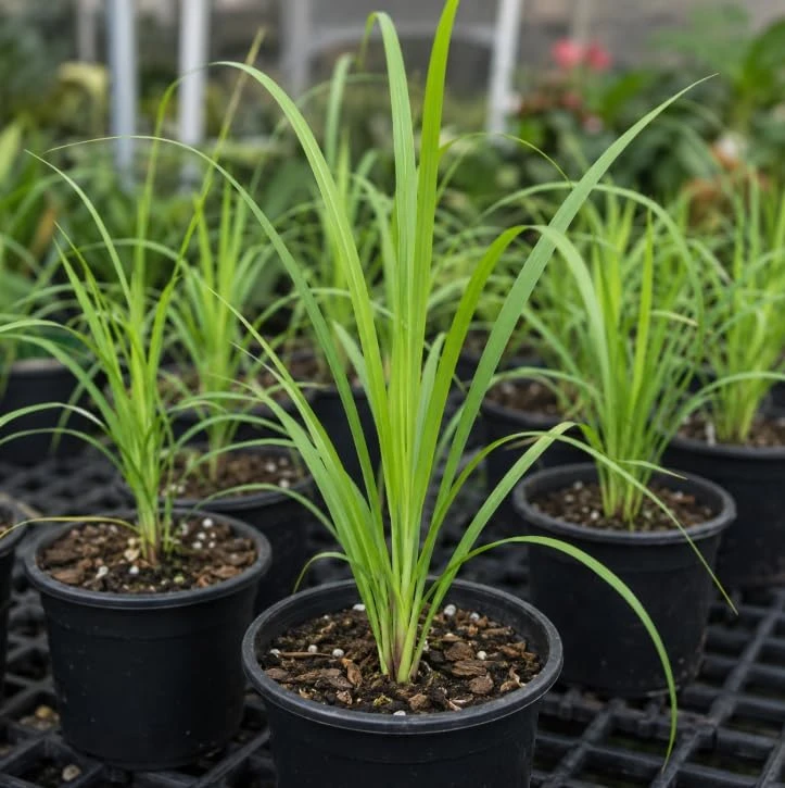 Lemongrass Live Plant – Fragrant Herb – 1 Gallon Pot – Indoor/Outdoor - Image 5