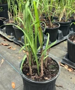 Lemongrass Live Plant – Fragrant Herb – 1 Gallon Pot – Indoor/Outdoor - Image 6