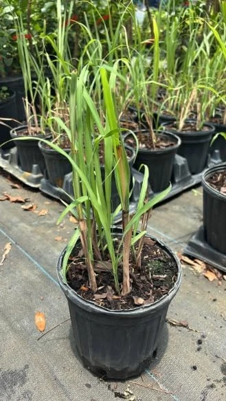Lemongrass Live Plant – Fragrant Herb – 1 Gallon Pot – Indoor/Outdoor - Image 6