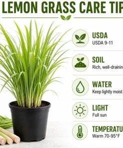 Lemongrass Live Plant – Fragrant Herb – 1 Gallon Pot – Indoor/Outdoor - Image 7