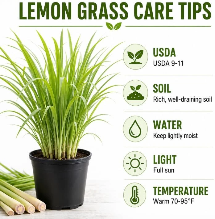 Lemongrass Live Plant – Fragrant Herb – 1 Gallon Pot – Indoor/Outdoor - Image 7