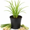 Lemongrass Live Plant – Fragrant Herb – 1 Gallon Pot – Indoor/Outdoor - Image 1