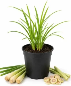 Lemongrass Live Plant – Fragrant Herb – 1 Gallon Pot – Indoor/Outdoor - Image 1