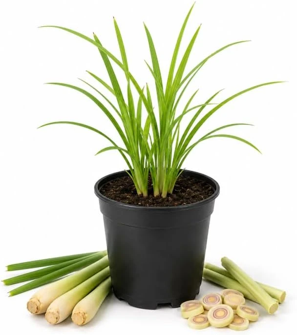 Lemongrass Live Plant – Fragrant Herb – 1 Gallon Pot – Indoor/Outdoor - Image 1