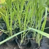 Lemongrass Live Plant - Organic Culinary Herb for Tea & Cooking - Potted - Image 1