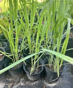Lemongrass Live Plant – Potted Culinary Herb for Garden & Kitchen - Image 1