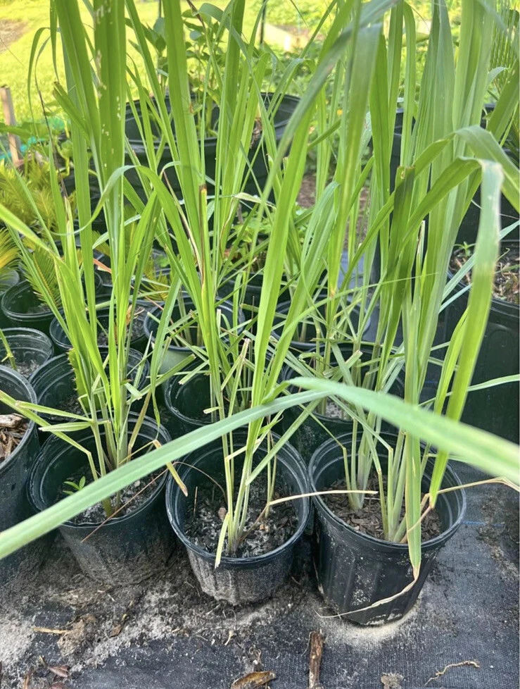Lemongrass Live Plant – Potted Culinary Herb for Garden & Kitchen - Image 1