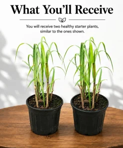 Lemongrass Live Plant Set of 2, 1 Gallon Pot, Culinary Herb, Full Sun - Image 2