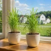 Lemongrass Live Plant Set of 2, 1 Gallon Pot, Culinary Herb, Full Sun - Image 1