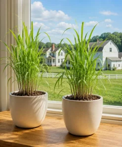 Lemongrass Live Plant Set of 2, 1 Gallon Pot, Culinary Herb, Full Sun - Image 1