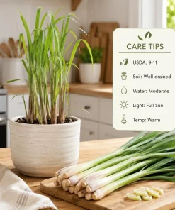 Lemongrass Live Plant Set of 2, 1 Gallon Pot, Culinary Herb, Full Sun - Image 4
