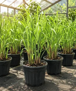 Lemongrass Live Plant Set of 2, 1 Gallon Pot, Culinary Herb, Full Sun - Image 5