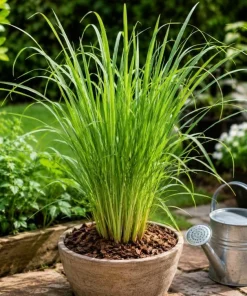 Lemongrass Live Plant Set of 2 – 1 Gallon Pot – Fragrant Perennial Herb for Indoor/Outdoor - Image 2
